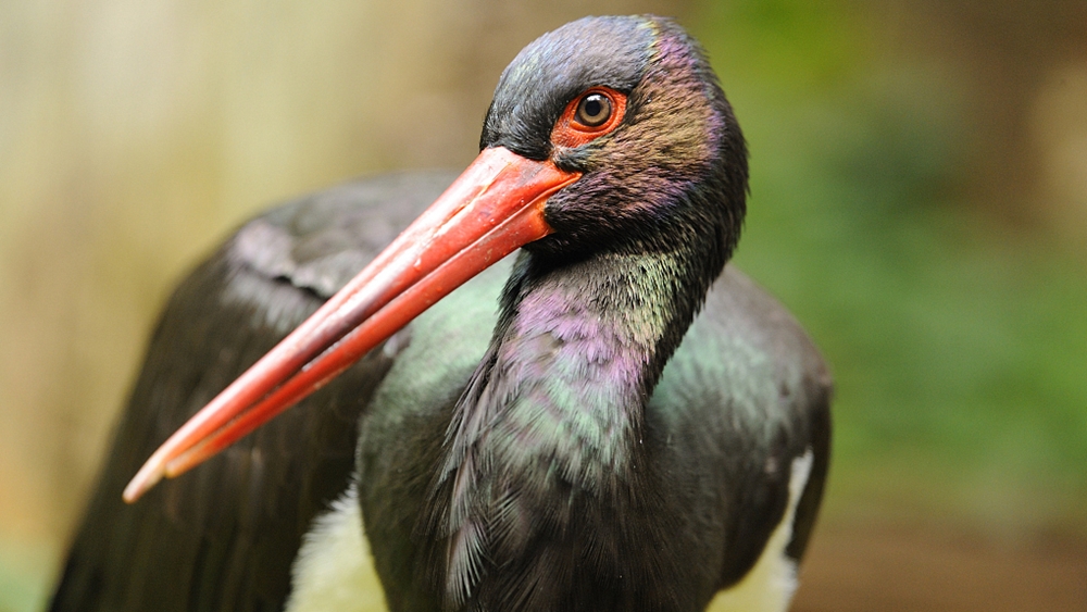 Esemplare di Cicogna nera (Ciconia nigra)