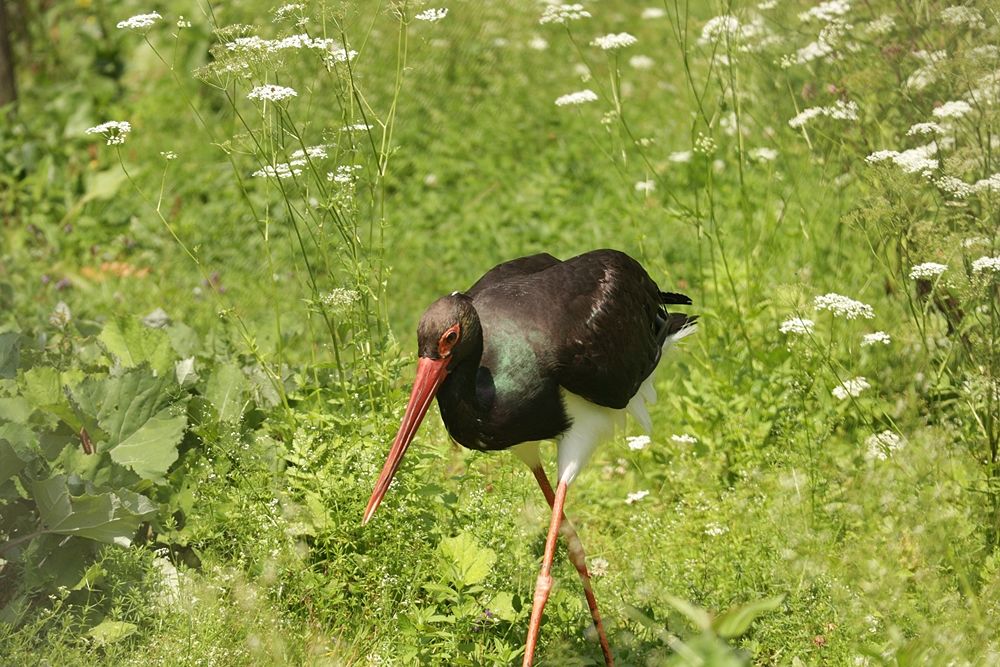 Esemplare di cicogna nera  (Ciconia nigra) in cerca di cibo