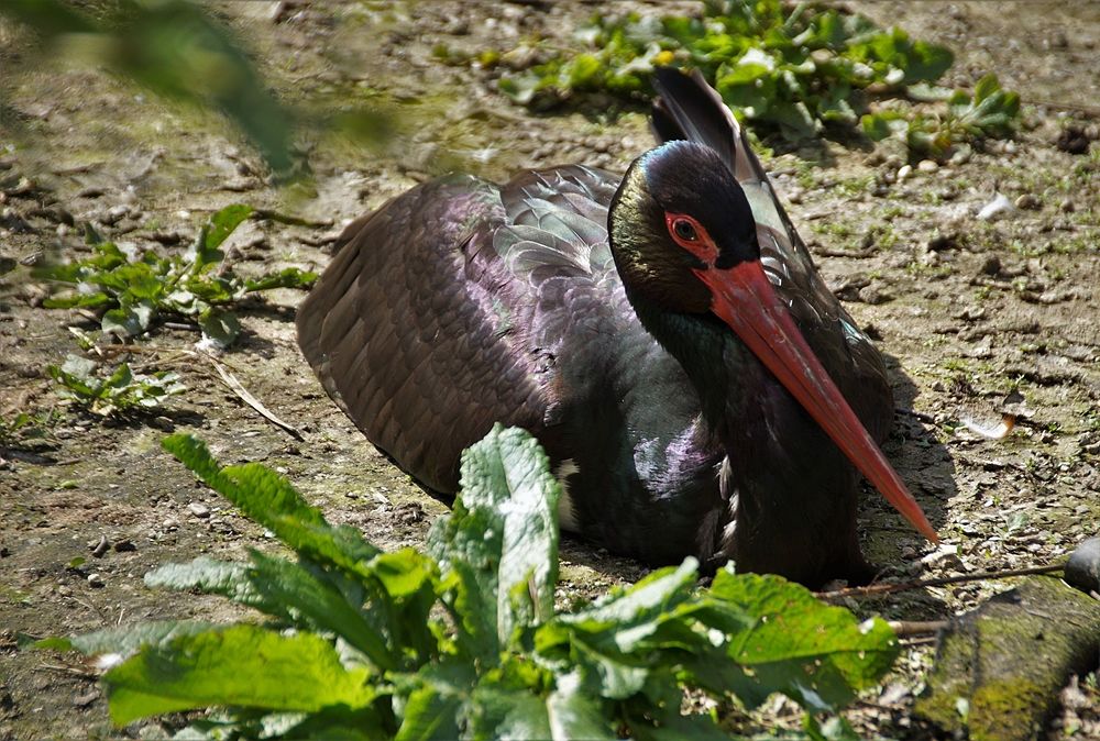 Cicogna nera (Ciconia nigra)