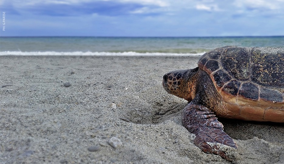 Esemplare di Caretta caretta sulla spiaggia di Palizzi (RC) - Ph. G. Parise