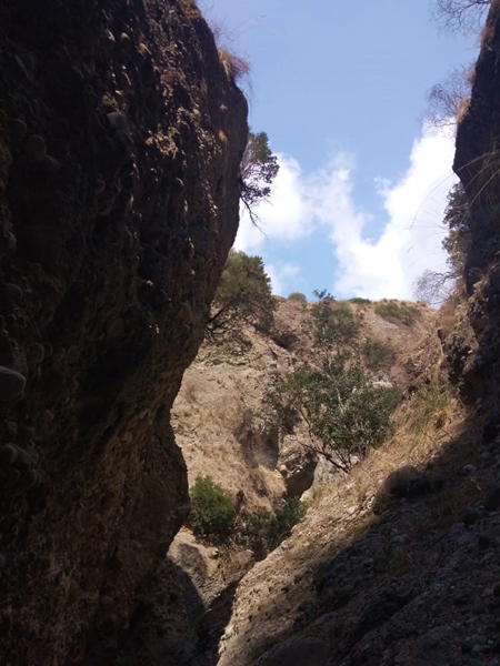 Esemplari di Ginepro Fenicio sulle pareti delle gole del torrente Vena, Bova Marina (RC) - Ph. Pasquale Faenza