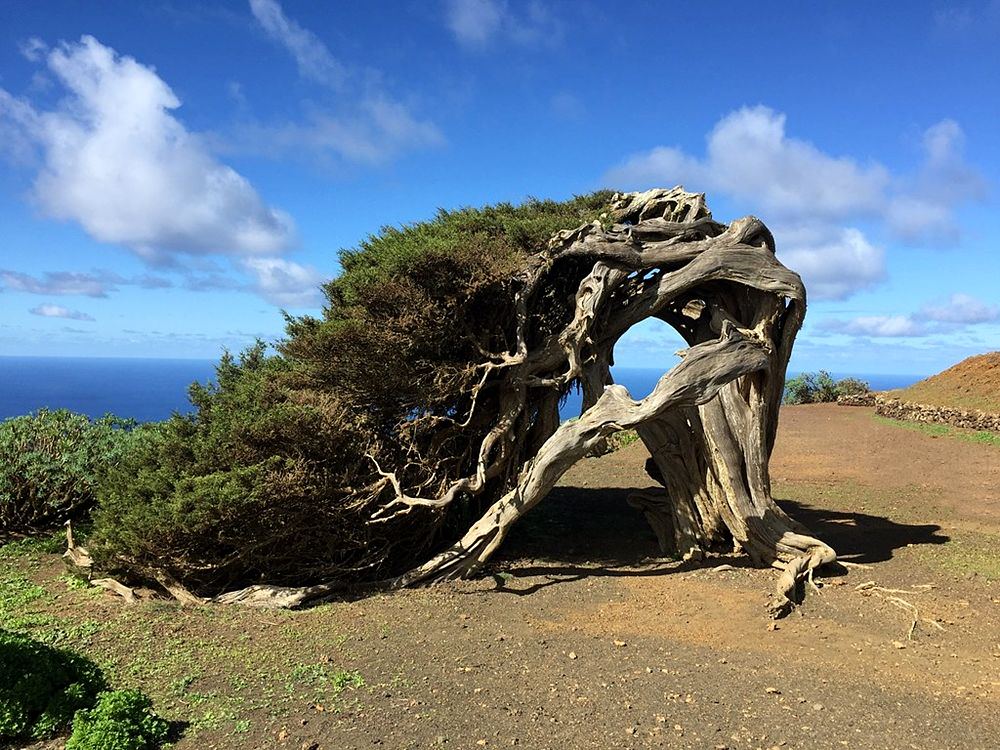 Vecchio esemplare di Ginepro Fenicio (Juniperus Phoenicea) - Image source