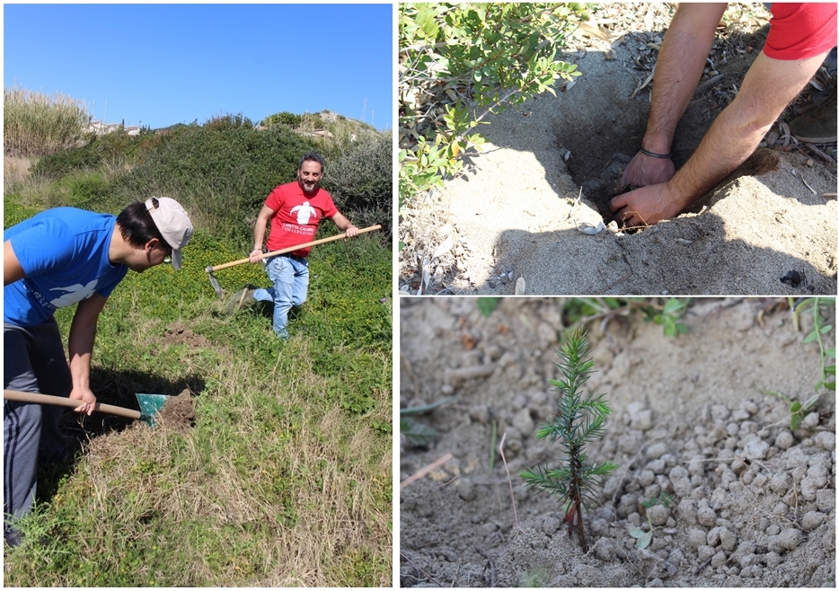 Piantumazione di ginepro fenicio sulla dune del basso Jonio reggino - Image by Ass. Caretta Calabria Conservation