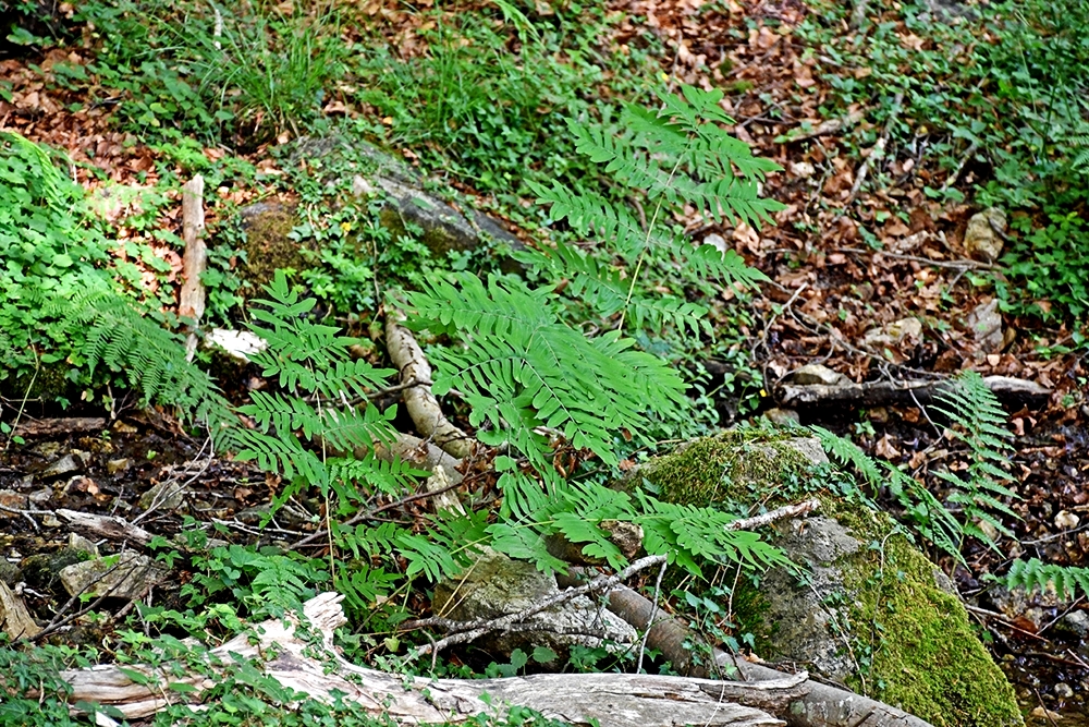 Piccolo esemplare di Osmunda regalis