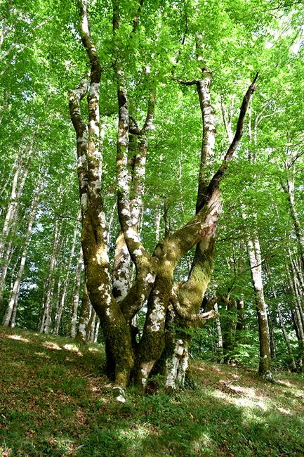 Esemplare di faggio sul Monte Caloria, Catena Costiera