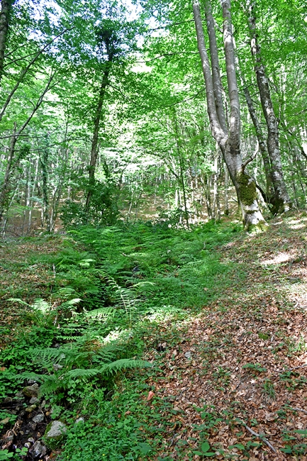 Scorcio del contesto in cui cresce l'Osmunda regalis, Catena Costiera