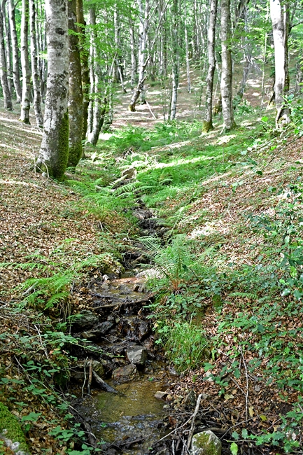 Ruscello nella faggeta, Catena Costiera