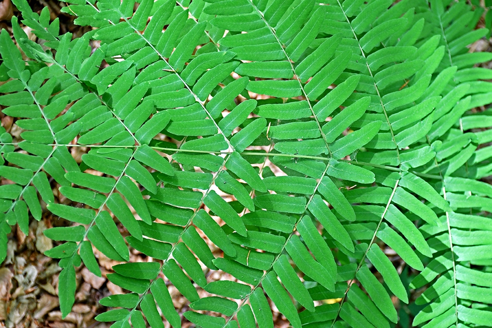 Foglie di Osmunda regalis