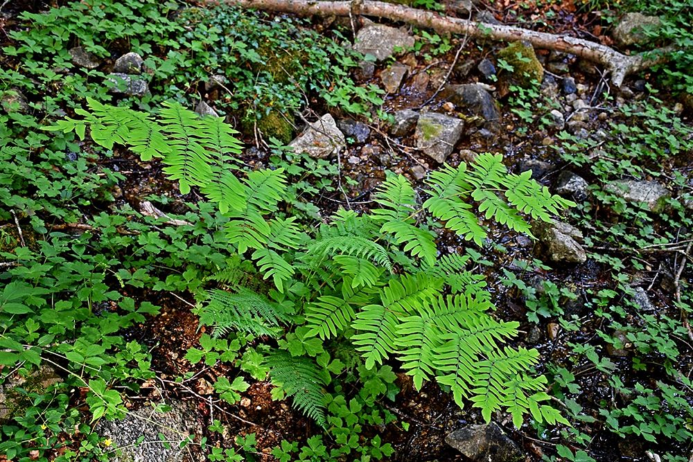 Esemplare di Osmunda regalis