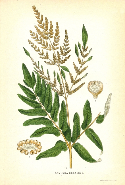 Osmunda regalis in una tavola botanica dell'800