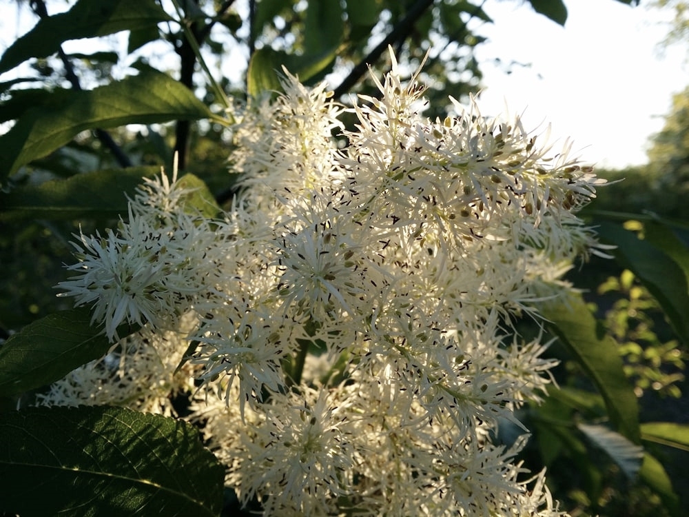 Infiorescenza dell'albero della manna (fraxinus ornus) - Image source