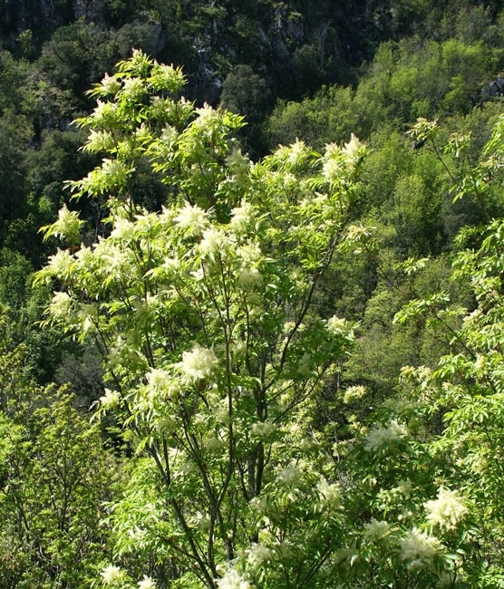 Giovane esemplare di Fraxinus ornus - Image source