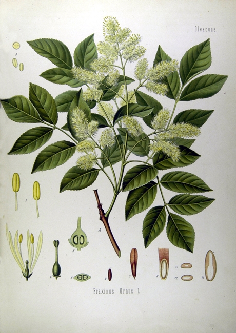 Fraxinus ornus, tavola botanica ottocentesca tratta dall'atlante Köhler's Medizinal-Pflanzen 