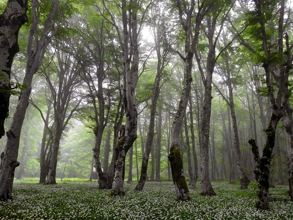 Bruma nella faggeta di Masistro, Parco Nazionale del Pollino - Ph. Stefano Contin