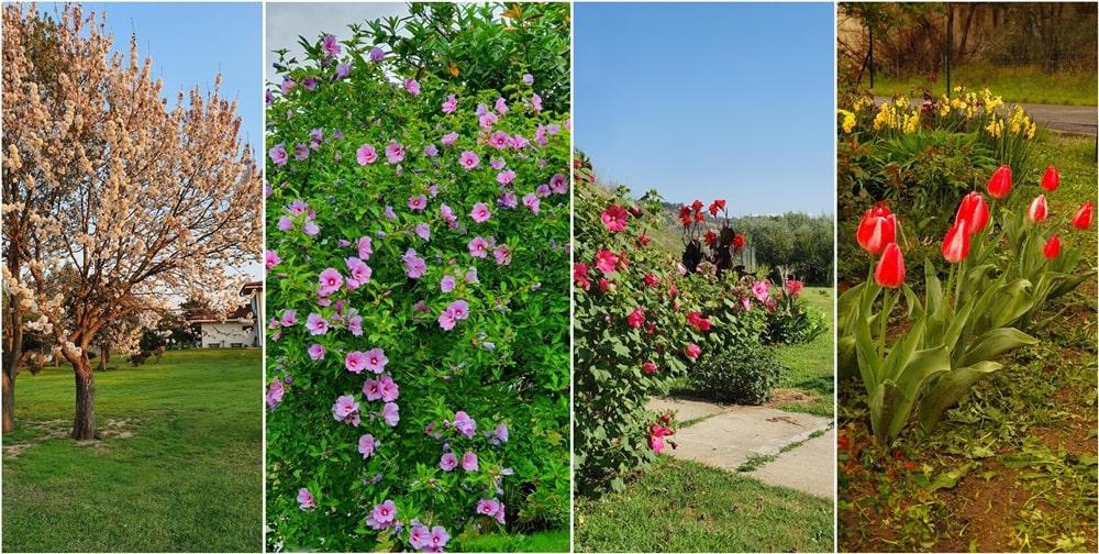 Scorci del giardino di Casa Guido, Torano Castello (Cs)