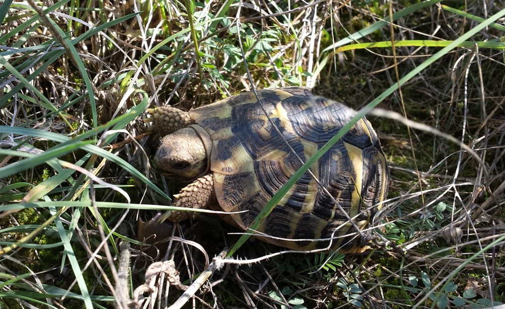 Esemplare vivo di Testudo hermanni, sud Italia - Source