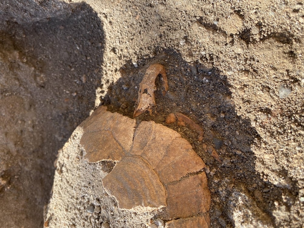 Part. della testuggine ritrovata a Pompei - Fonte immagine: Soprintendenza Archeologica di Pompei