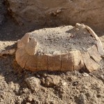 Pompei: negli scavi di una bottega ritrovata una testuggine col suo uovo