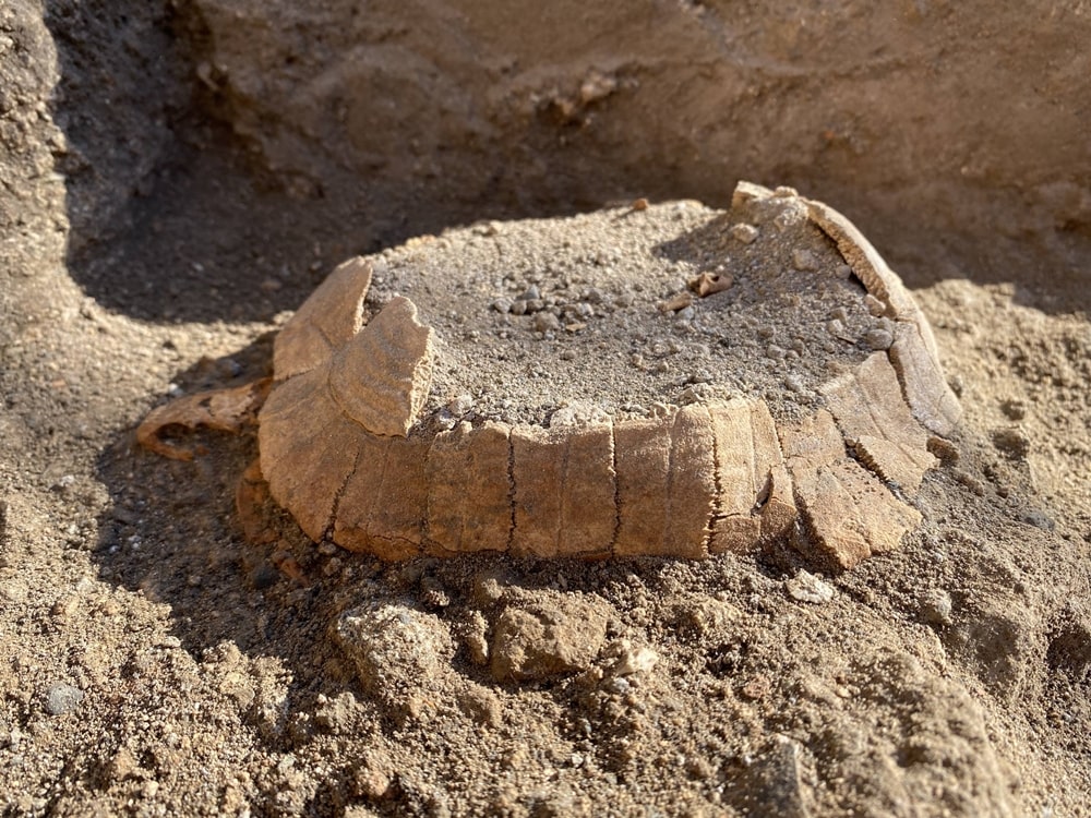 L'esemplare di Testudo hermanni ritrovata a Pompei - Sprintendenza Archeologica di Pompei