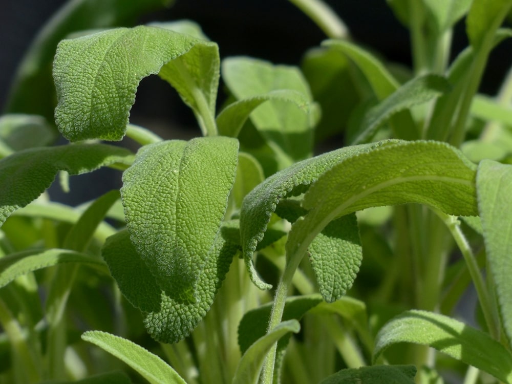 Esemplare di Salvia officinalis