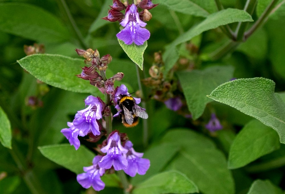 Pianta di salvia con fioritura