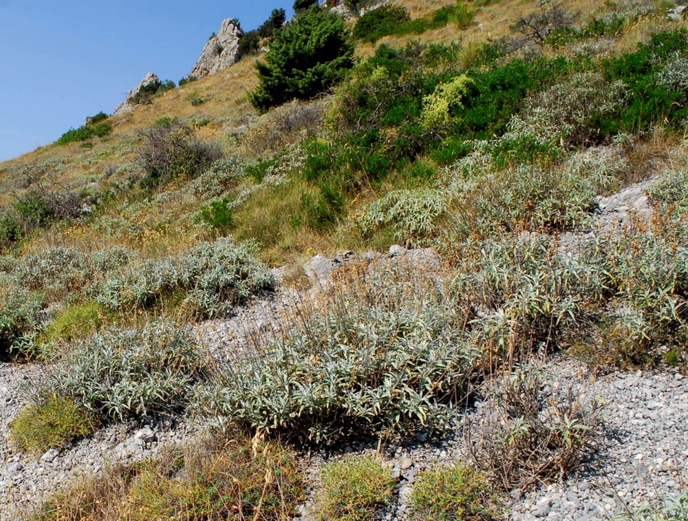 Cespugli di Salvia sulle pendici del Pollino, Calabria - Ph. Domenico Puntillo