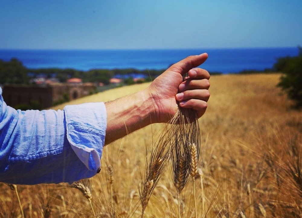 Stefano in un campo di grano costiero