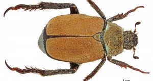 Aspromonte: scoperta nuova specie di scarabeo sul massiccio montuoso calabrese