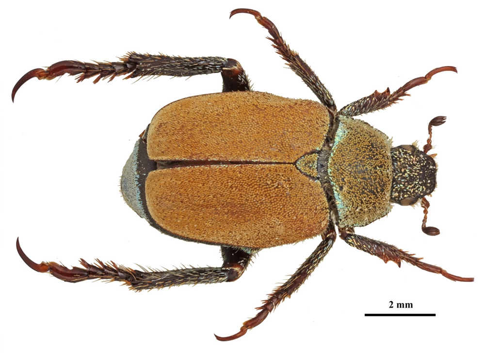 Esemplare di Hoplia asprumuntiana - Image by Università Mediterranea, Reggio Calabria