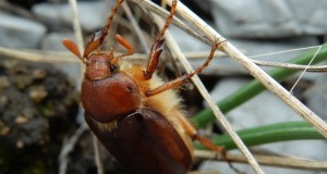 Rhizotrogus tedeschii: scoperta sul Pollino una nuova specie di coleottero