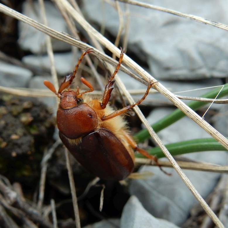 Esemplare di Rizhotrogus tedeschii rinvenuto nel Parco Nazionale del Pollino - Image by 