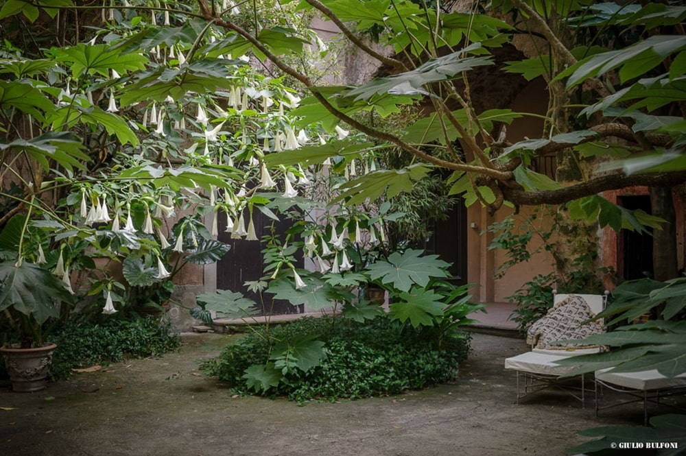 Dature bianche ed aralie nel piccolo giardino di Palazzo Mondo - Ph. © Giulio Bulfoni