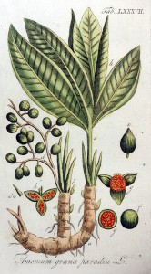 Antica tavola botanica raffigurante la pianta dei Grani del Paradiso