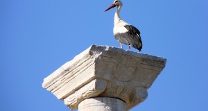 La cicogna bianca torna a nidificare in Calabria e riprende il monitoraggio della Lipu. Santopaolo: «Enel ci sostiene con l’installazione di nidi artificali»