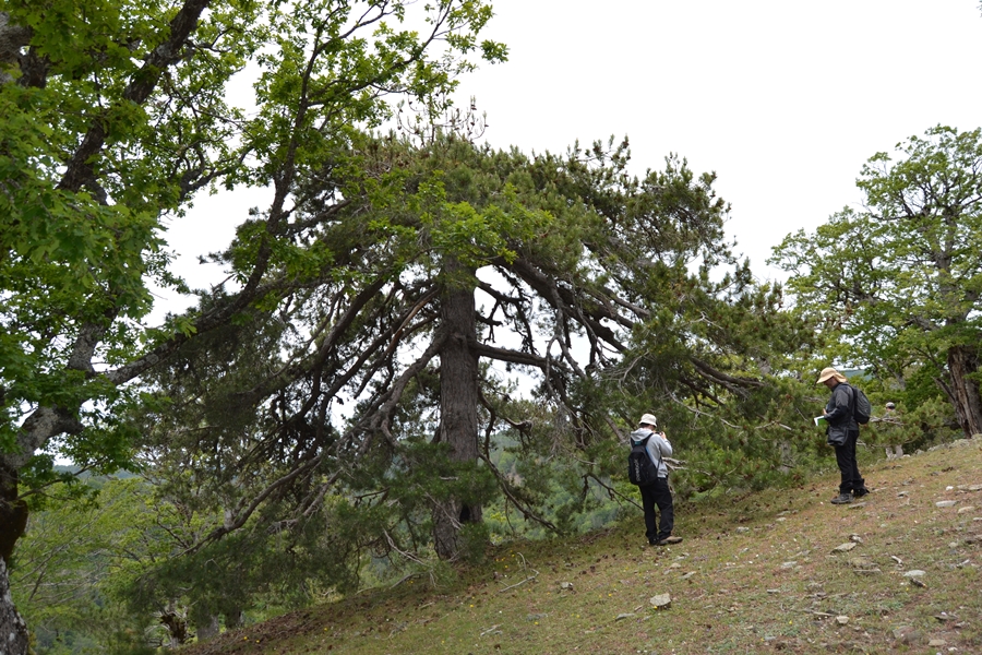 Un maestoso esemplare di Pino calabrese (Pinus nigra ssp. calabrica) presso i Piani di Pollìa