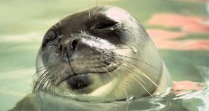 Avvistati nel Salento due rarissimi esemplari di foca monaca