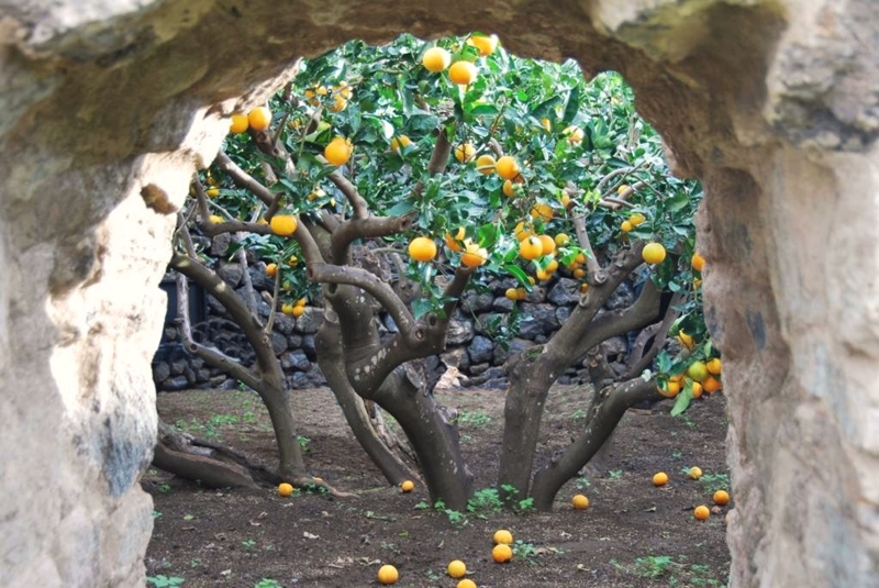 Giardino aranci Pantelleria