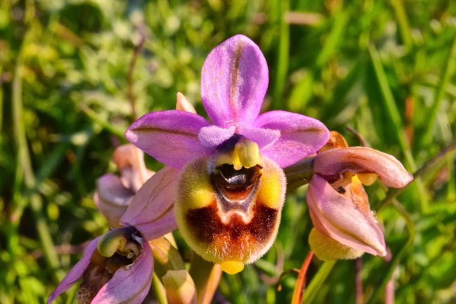 Ophrys_tenthrediniphera