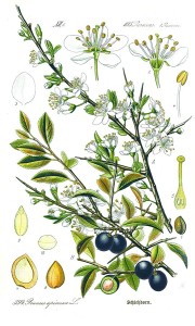 Il Prunus spinosa in una antica tavola botanica