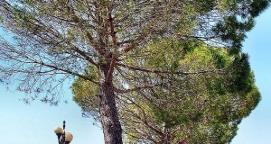 Fermiamo la scure! A Nociglia un’assurda ordinanza comunale decreta la morte di 22 grandi pini italici