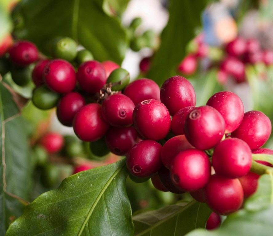 Pianta e frutti del caffé - Ph. Larry Jacobsen | CCBY2.0