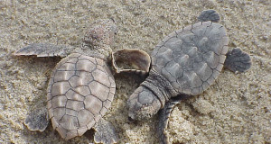 Nate tre tartarughe marine a Pizzo Calabro. E’ il primo nido della nota località tirrenica calabrese