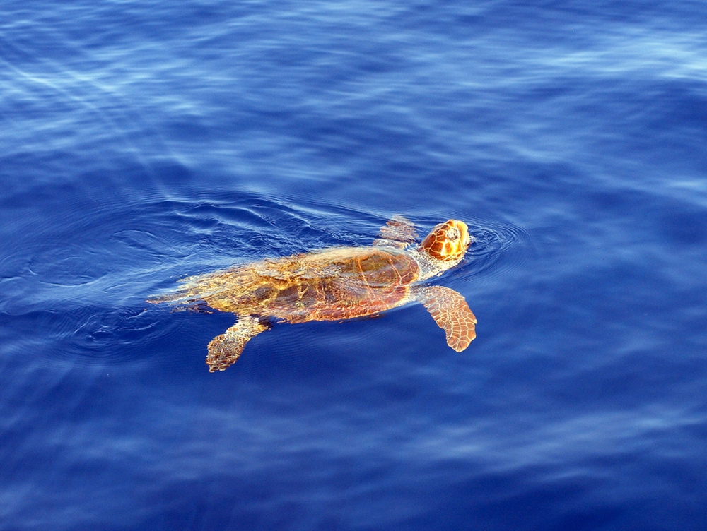 Esemplare di tartaruga Caretta caretta – Photo Live Zakynthos | CCBY2.0