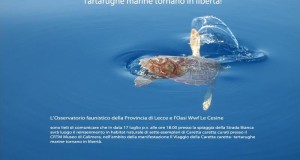 All’Oasi WWF delle Cesine tornano in libertà sette tartarughe marine Caretta Caretta