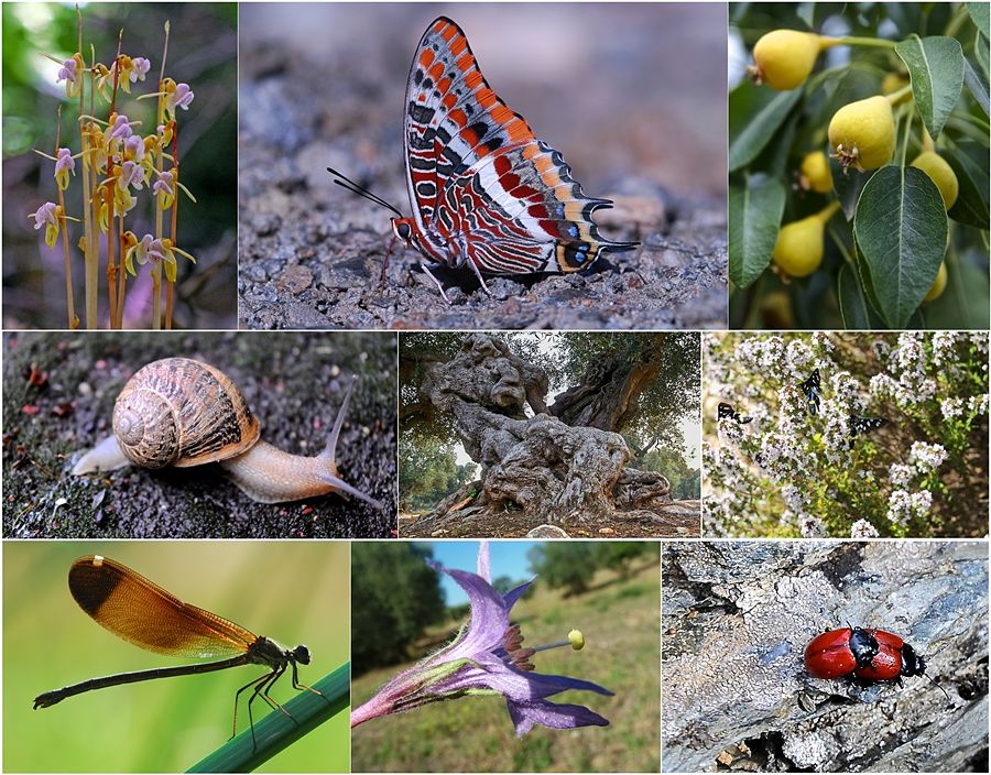 Esempi di biodiversità nel mondo animale e vegetale - Ph. Domenico Puntillo (1,2,6,7)  e Ferruccio Cornicello (3,4,5,9)