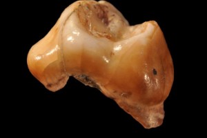 Uno dei dentini ritrovati nella Grotta del Cavallo, in Puglia - Ph. Stefano Bonazzi