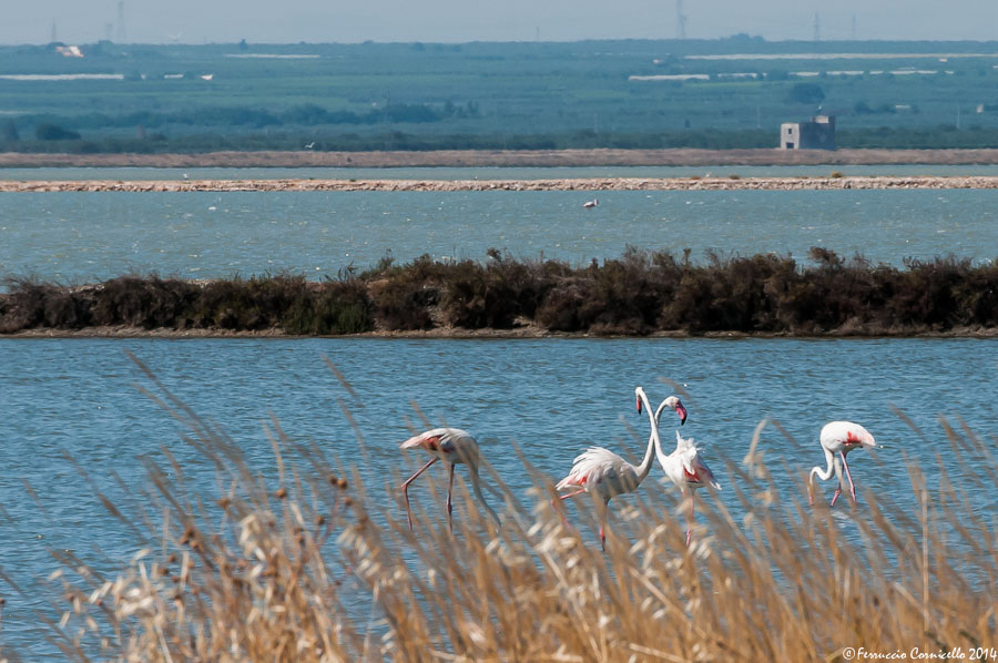 La Zona Umida Delle Saline Di Trinitapoli E Margherita Di Savoia Oasi Straordinaria Per Gli Uccelli Migratori