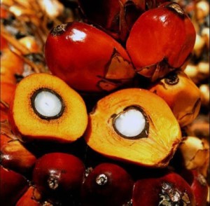 Il frutto della palma da cui si ricava l'olio di palma