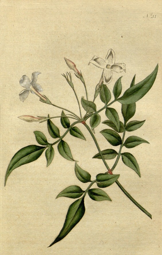 Gelsomino, tavola botanica, 1787 -