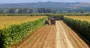 Racconta il tuo SUD | Calabria: la raccolta del mais, immagine di Gianni Termine